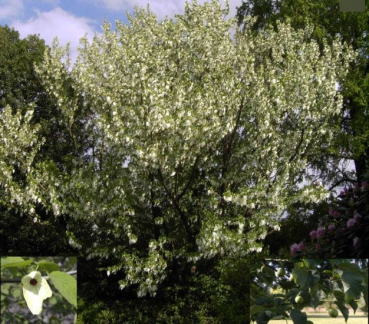 Davidia involucrata1