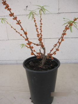 Preview: Suhosine edulis Elite2