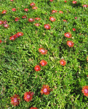 Preview: Mittagsblume Sundella Red 2