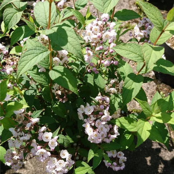 Deutzia hookeriana