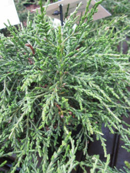 Diselma archeri Hulsdonk