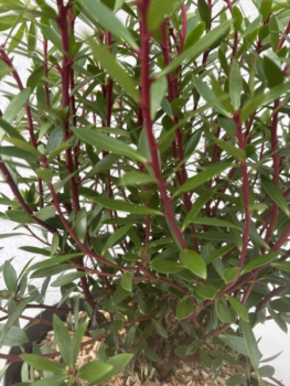 Preview: Tasmanischer Bergpfeffer - Drimys lanceolata - Gewürzbaum weiblich - 40-60cm