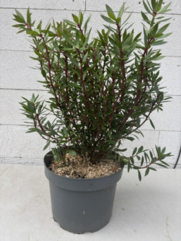Tasmanischer Bergpfeffer - Drimys lanceolata - Gewürzbaum weiblich - 40-60cm