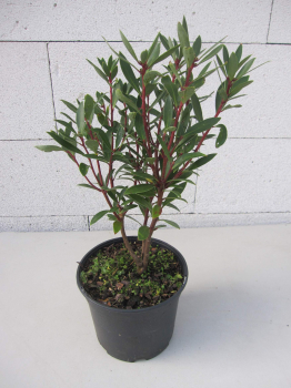 Drimys lanceolata Red Spice 1