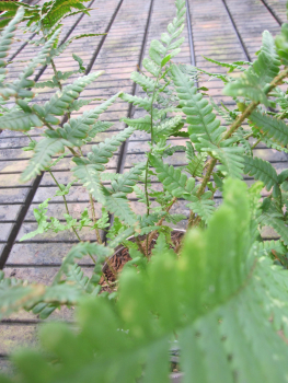 Dryopteris affinis Pinderi 3