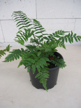 Dryopteris atrata 1