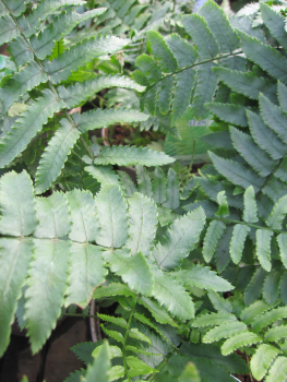 Dryopteris atrata 2