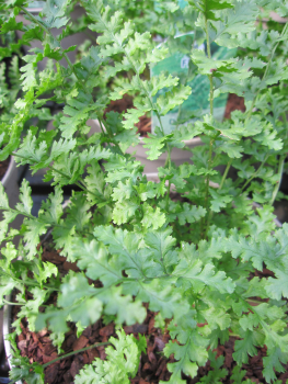 Dryopteris filix mas Barnesii 2