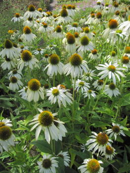 Preview: Echinacea purpurea Alba 3