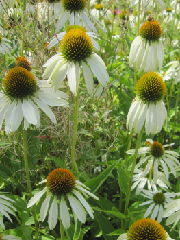 Echinacea purpurea Alba 1