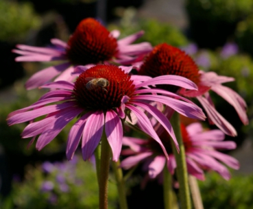 Echinacea purpurea Magnus 1