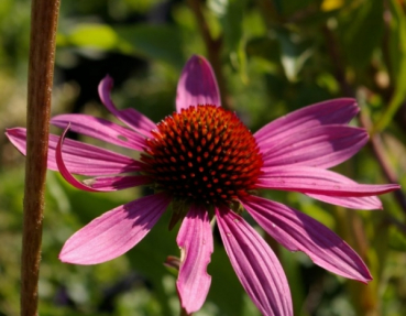 Echinacea purpurea Magnus 2