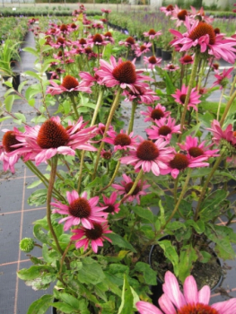 Preview: Echinacea purpurea The King 2
