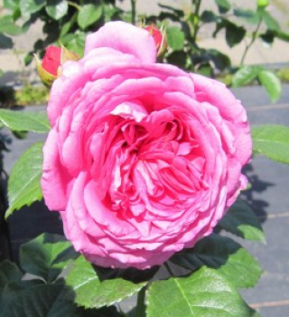 Edelrose Anuschka 1