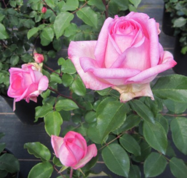 Edelrose Beverly 1