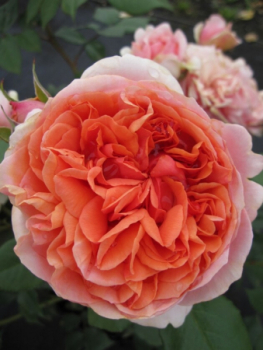 Edelrose Chippendale 1