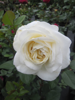 Edelrose Claus Dalby 1