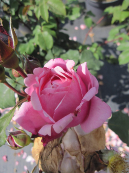 Edelrose Dieter Müller 1