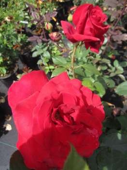 Preview: Edelrose Duftzauber 2