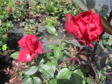 Preview: Edelrose Duftzauber 3