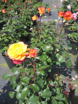 Preview: Edelrose Flaming Star 3