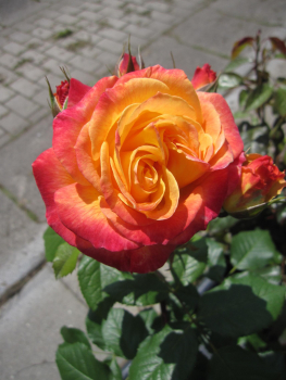 Preview: Rosa Gartenspaß 2