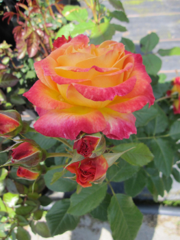 Preview: Rosa Gartenspaß 3