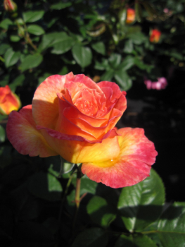 Rosa Gartenspaß 5