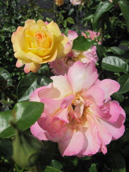 Edelrose Gloria Dei 3