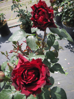 Rosa Heinz Winkler 1