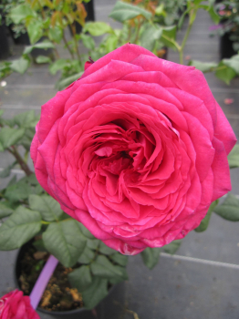 Edelrose Johann Wolfgang von Goethe 1