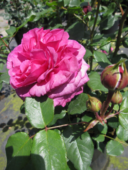 Rosa Kaffe Fassett Rose 1