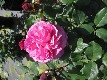 Rosa Kaffe Fassett Rose 3