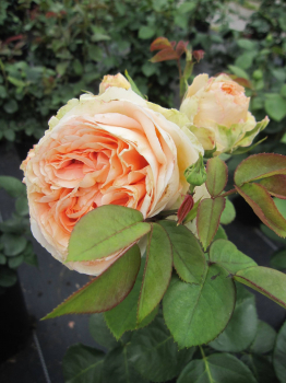 Edelrose Lady Capri 3