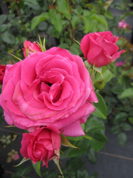 Edelrose Love Letter 1