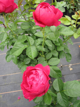Edelrose Marietta 2