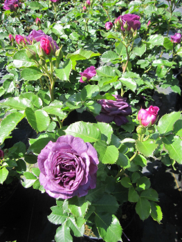 Edelrose Minerva  3