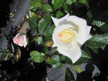 Edelrose Pascali 1