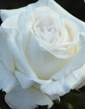 Edelrose Roger Whittaker 1