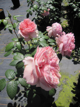 Edelrose Schoene Maid 3