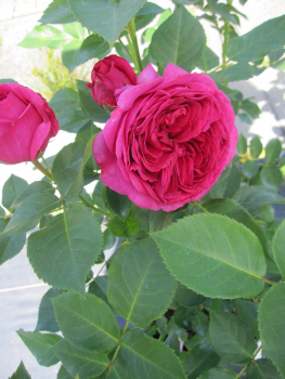 Edelrose Sophie Luise 1