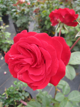 Preview: Edelrose Störtebeker 2