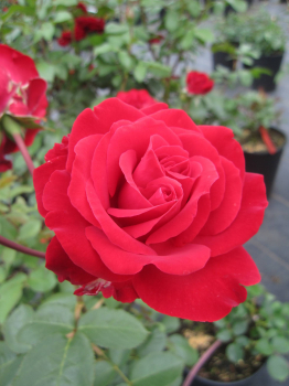 Edelrose Störtebeker 1