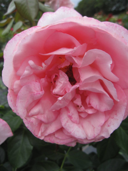 Edelrose Voyage 1