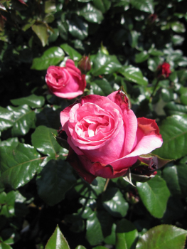 Edelrose Wildberry 2