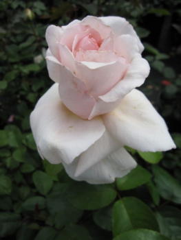 Edelrose Andre le Notre