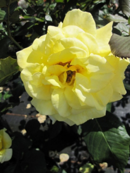 Preview: Edelrose Aperitif