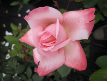 Edelrosen Arioso 1