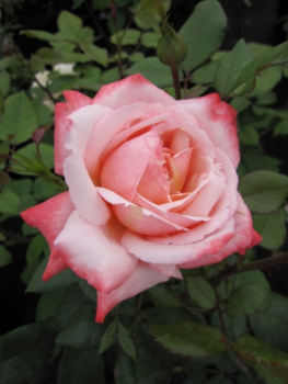 Edelrosen Arioso 2