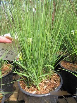 Molinia caerulea Edith Dudszus1